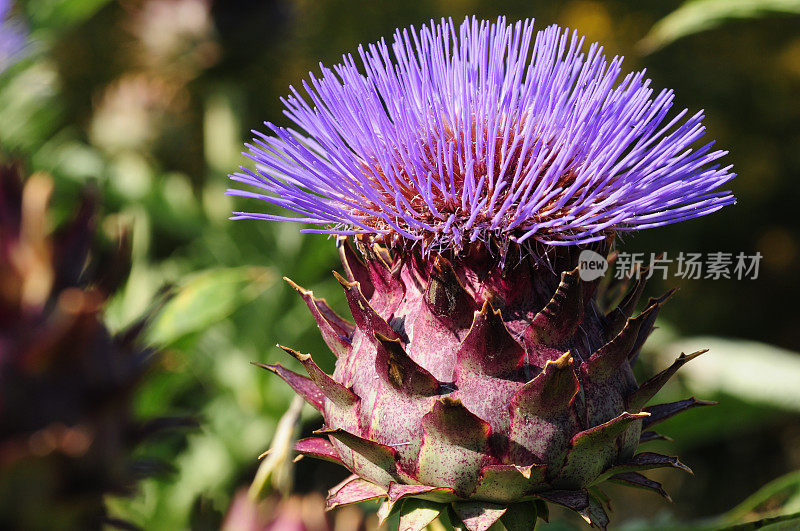 英国Cardoon Globe Artichoke